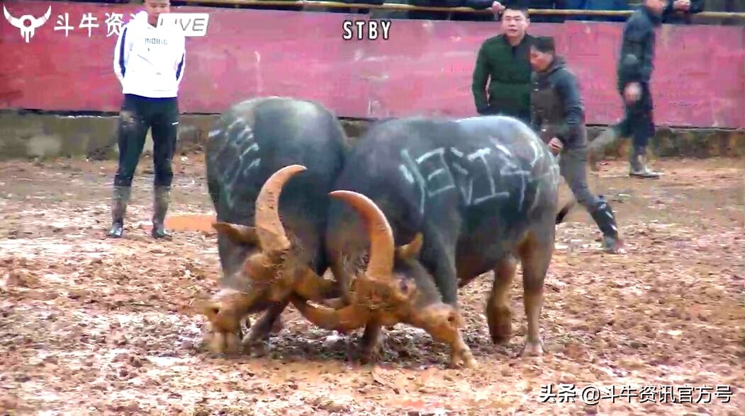 贵州甲定牛王斗牛赛,贵州斗牛牛王争霸赛2021