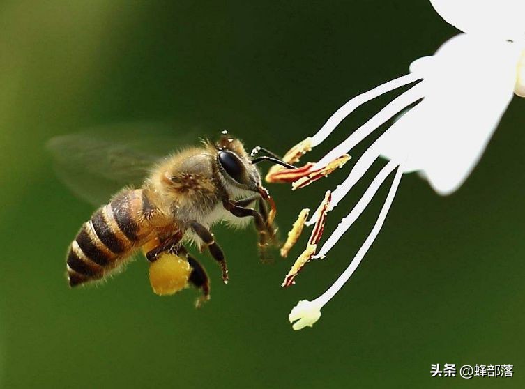 蜂箱低价,全网最便宜蜂箱