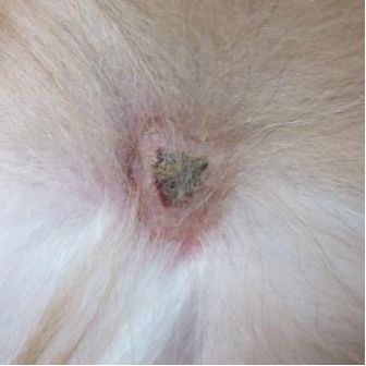 处理狗狗皮肤病的小妙招,狗狗皮肤发红是什么皮肤病