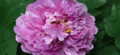 中国十大名花图片及花语,山茶花是中国十大名花吗