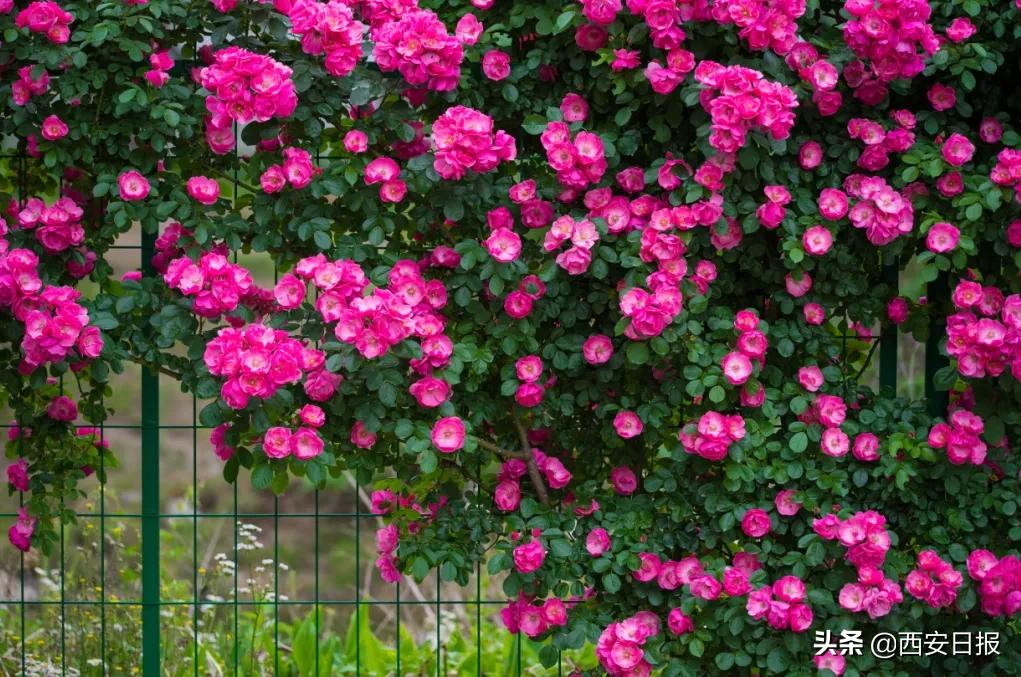 西安公园开放通知最新,西安附近公园免费景点