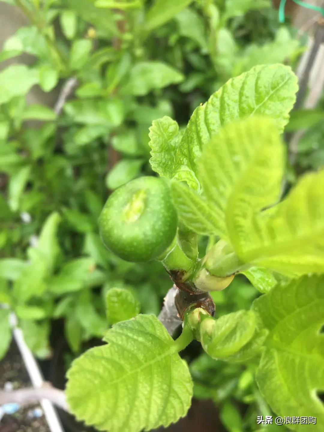 好吃无花果品种,丰产好吃的无花果推荐