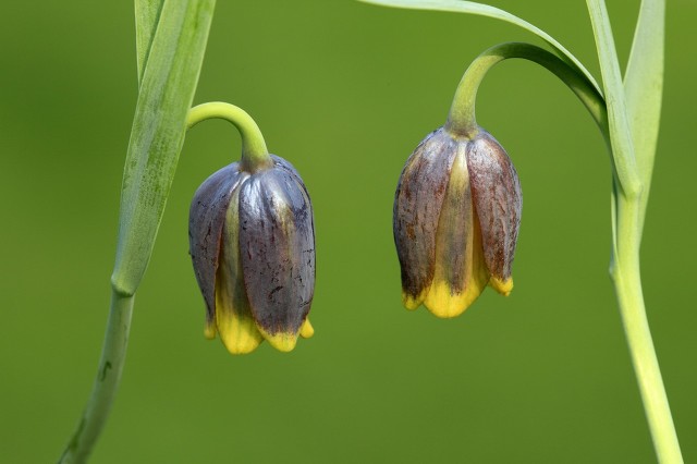 白术神曲党参功效,人参党参黄芪熟地山药的功效