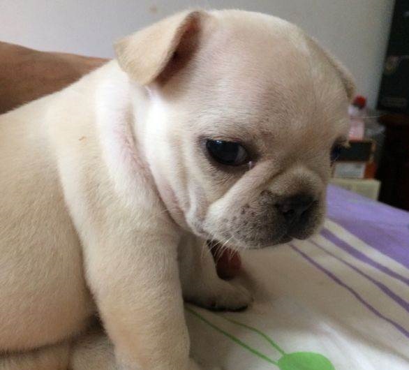 法国斗牛犬容易得什么病怎么预防,法国斗牛犬掉毛严重吗