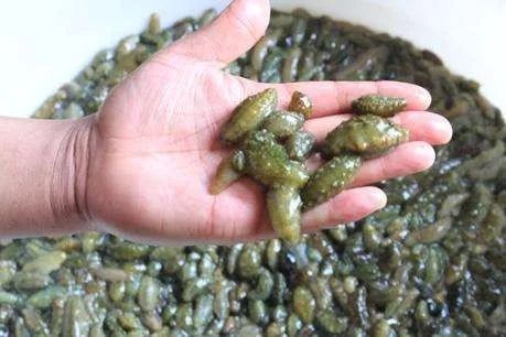 海参降价什么梗,海参价格最近跌了吗