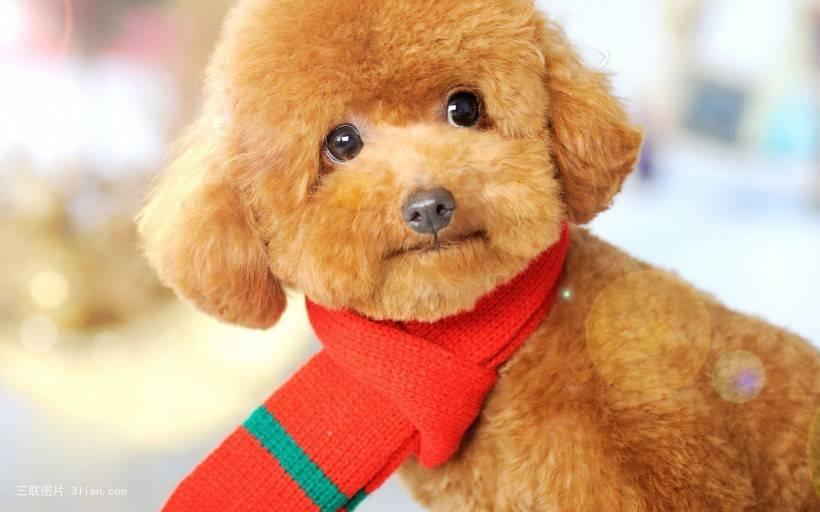 狗狗买什么品种最合适,怎么给狗狗选择宠物狗品种