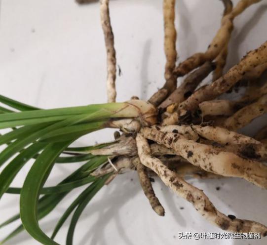 兰花翻盆马上种回去服盆期是多久,夏季服盆期兰花翻盆