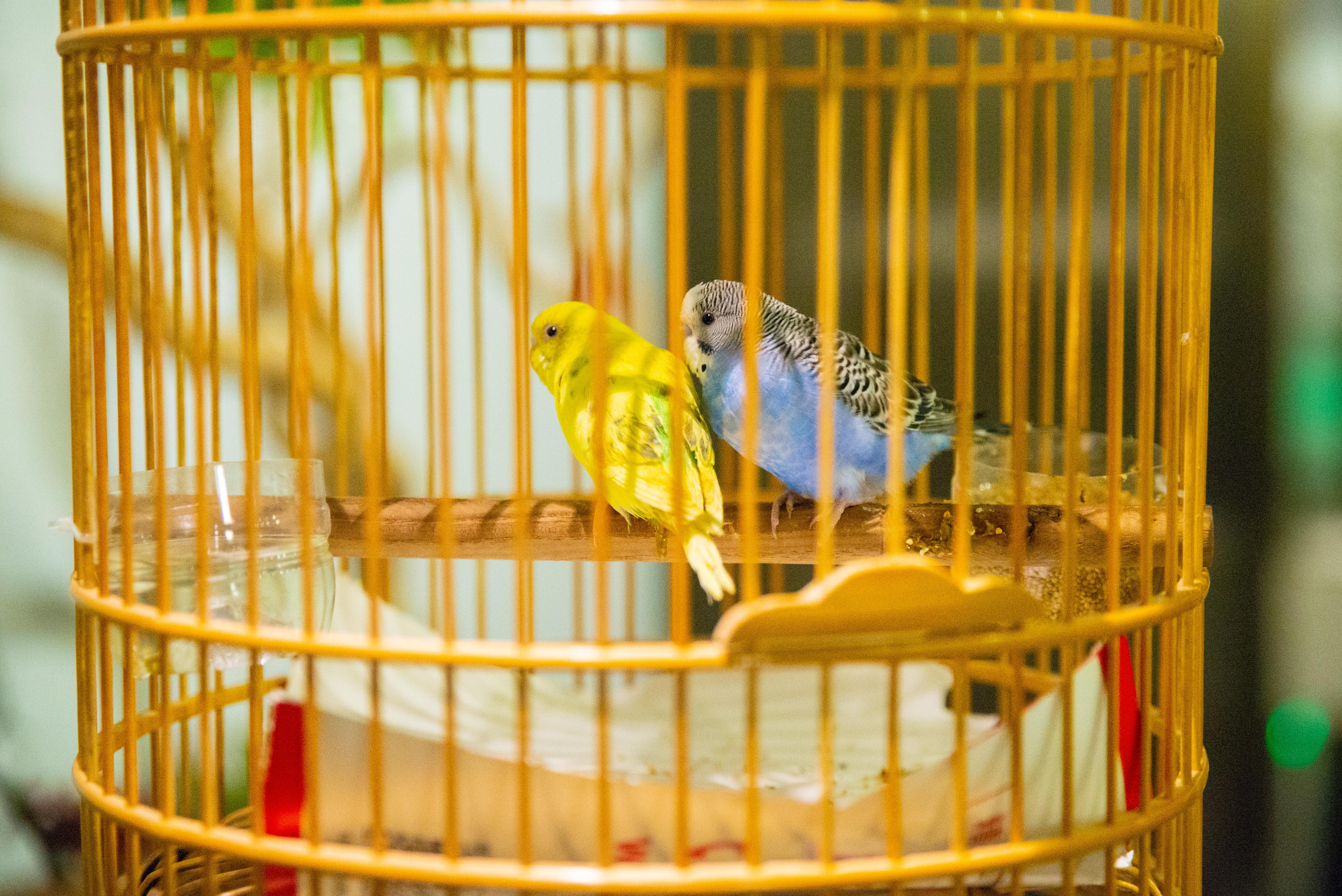 西塘古镇在哪里最好玩,西塘古镇好玩吗值得去吗