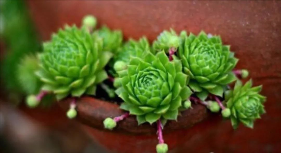 多肉植物种植小课堂,多肉小课堂长寿花