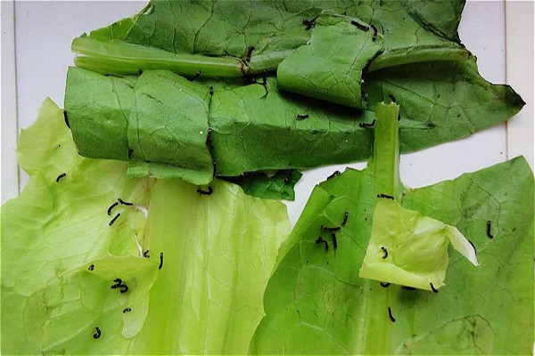 怎么把蚕养好,怎样才能把蚕养好