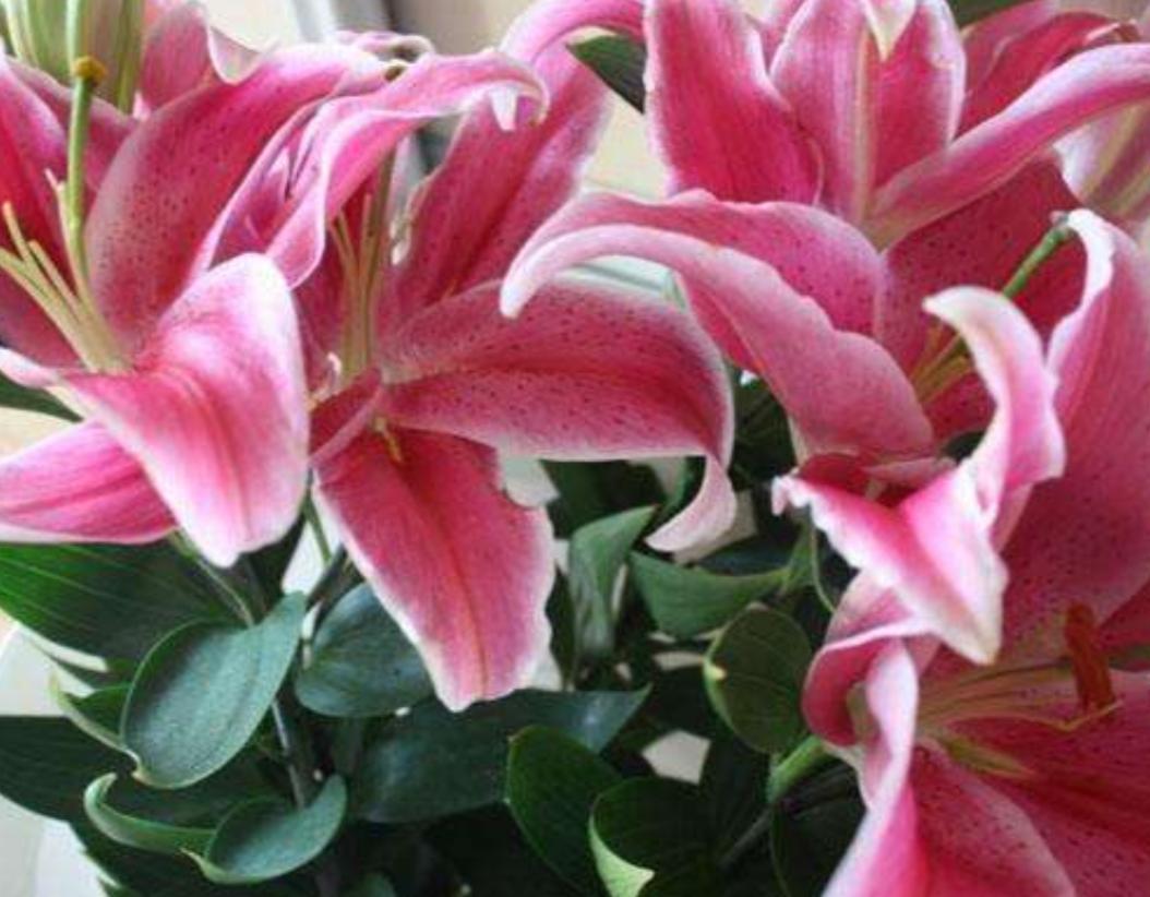 百合花如何养才能活得时间更长,百合花养花怎么才能让花期持久