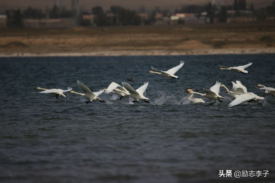 宁夏候鸟,候鸟监测简报