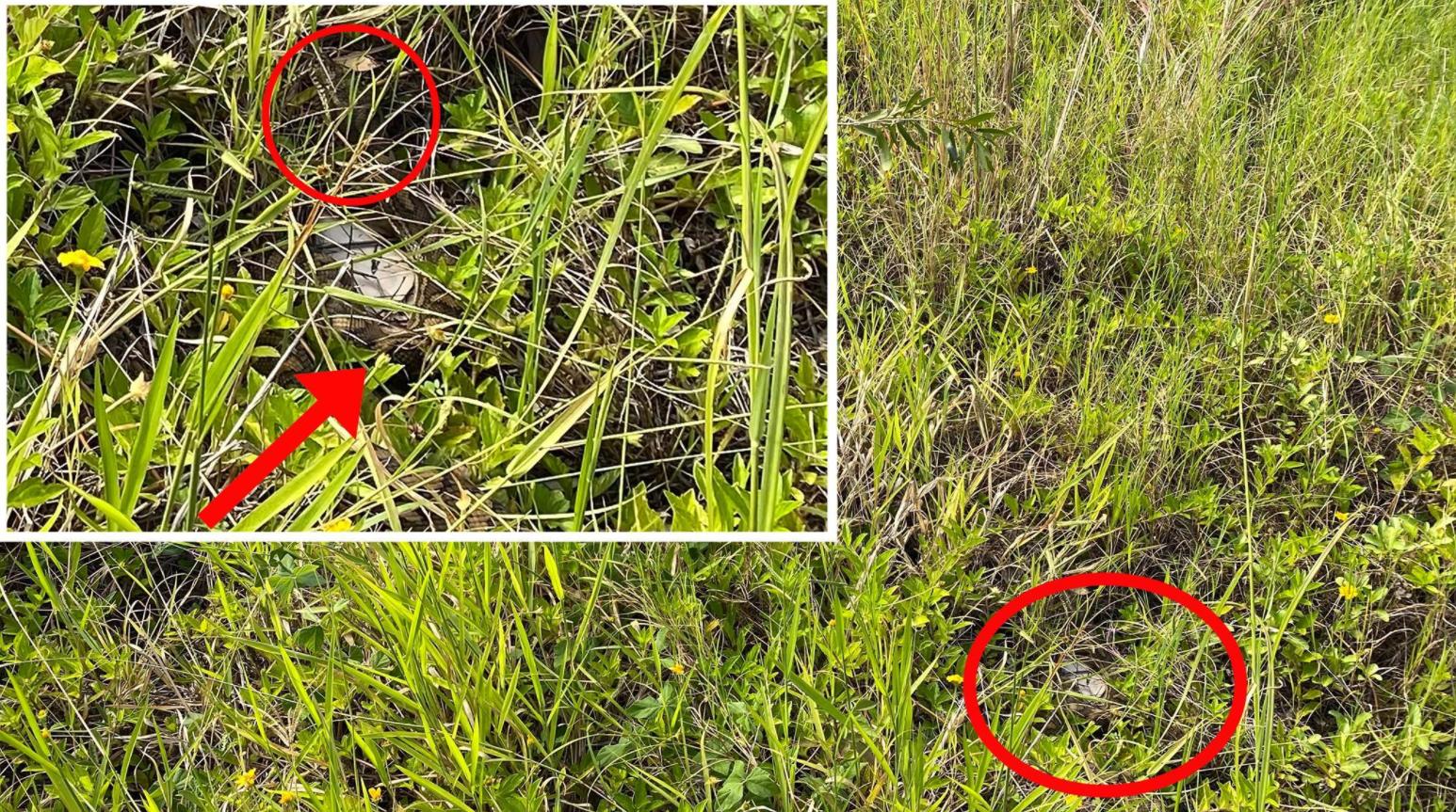 蛇会报复和记仇吗,人打蛇蛇会反击吗