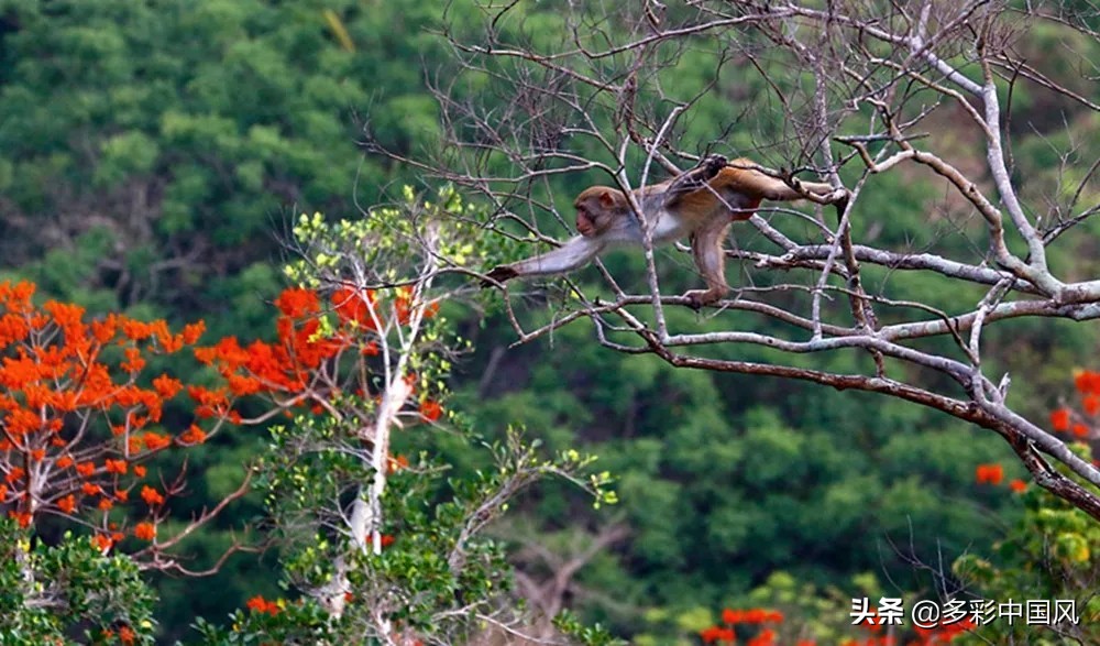 海南天然氧吧舒适景点,海南岛热带天然森林