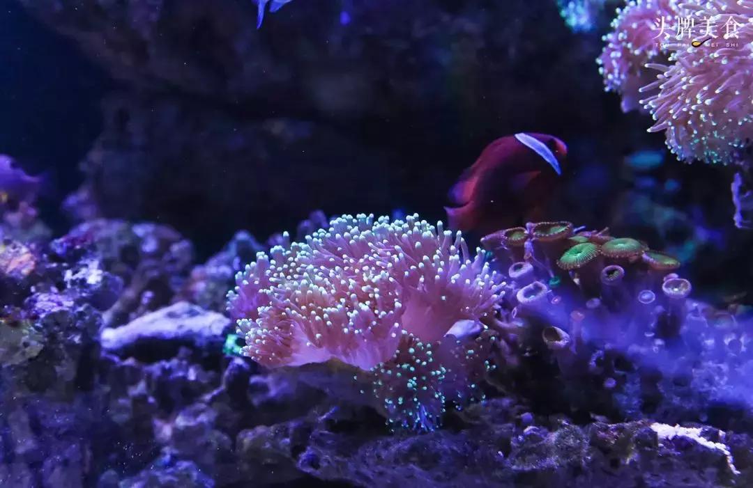 色彩斑斓的海底珊瑚,五彩缤纷的海洋生物视频