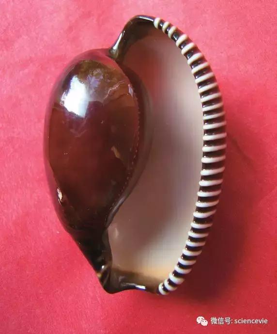 世界上最珍稀的50种贝壳,世界上最贵的贝壳排行榜