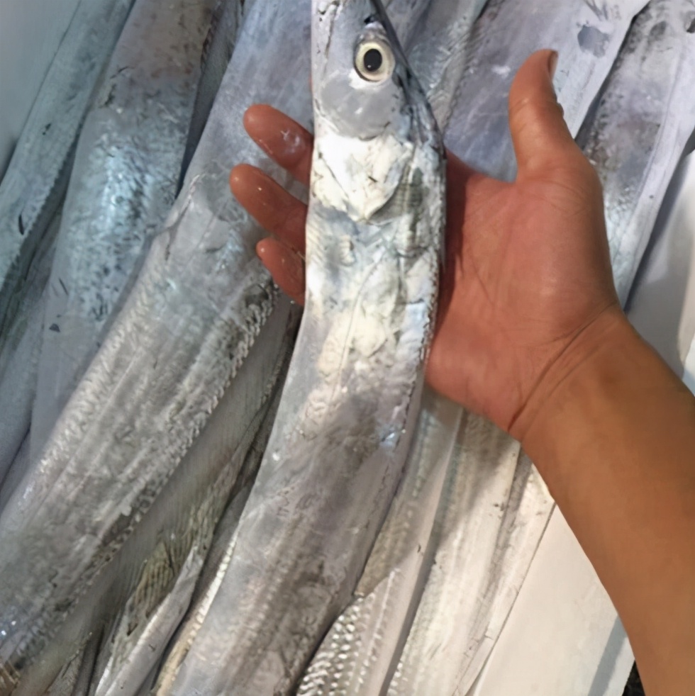 买带鱼的正确方法和注意事项,挑选带鱼的正确方法