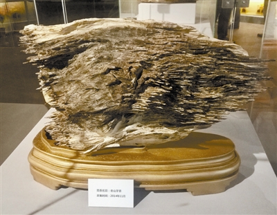 沉香植物中的钻石,钻石沉香树图片大全