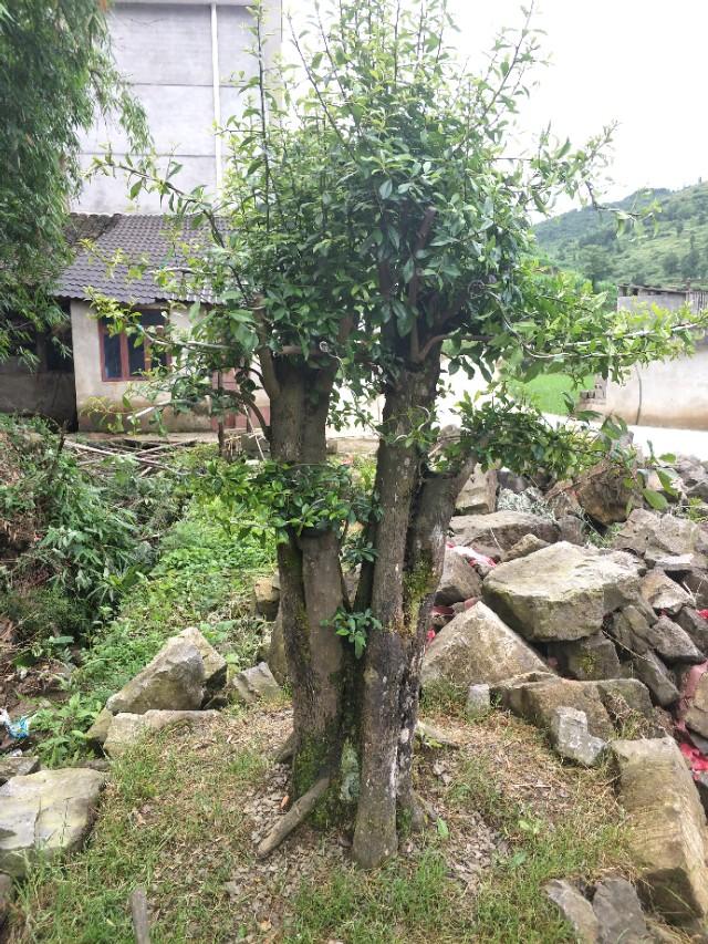 养金弹子记住这几句话,养金弹子口诀