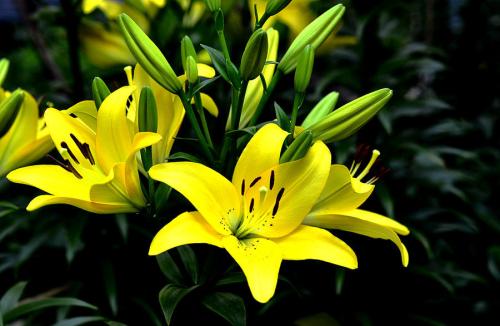 盘点世界各国国花你最喜欢哪种,盘点各国国花