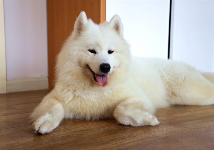 狗狗抽搐倒地不起哼哼叫还有救吗,狗狗呼吸急促四肢站不稳是什么病