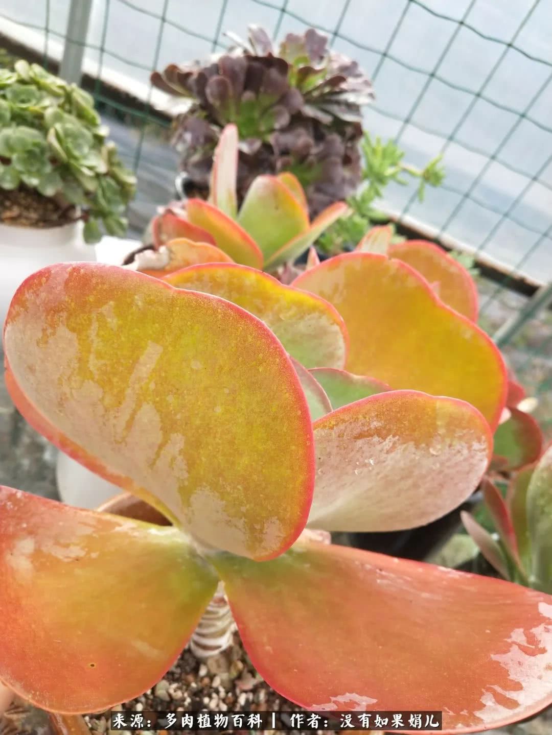 明人不说暗话，我为多肉而来！