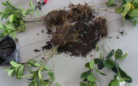 新买的栀子花，老是黄叶子，这是商家的猫腻，教你一招，起死回生