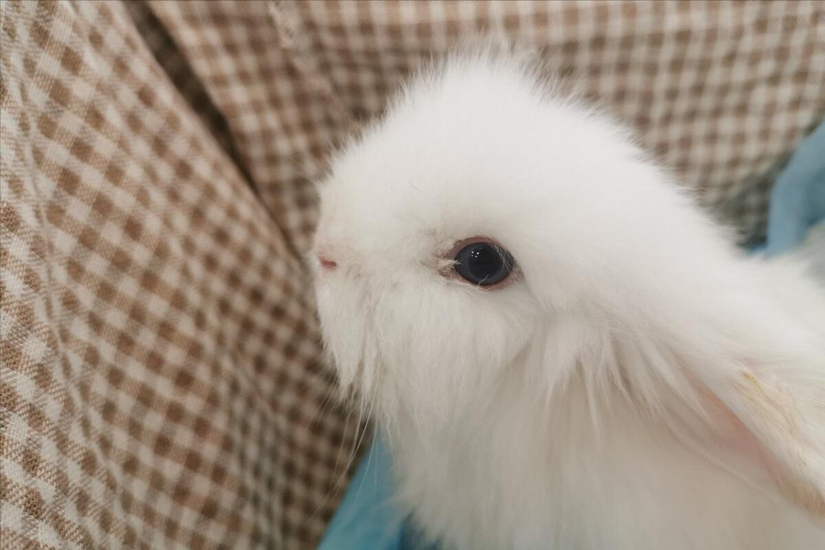 兔子的脚趾甲流血了怎么办,兔子脚没有流血该怎么处理