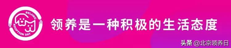 喵星人第二季,喵星人第2季免费观看