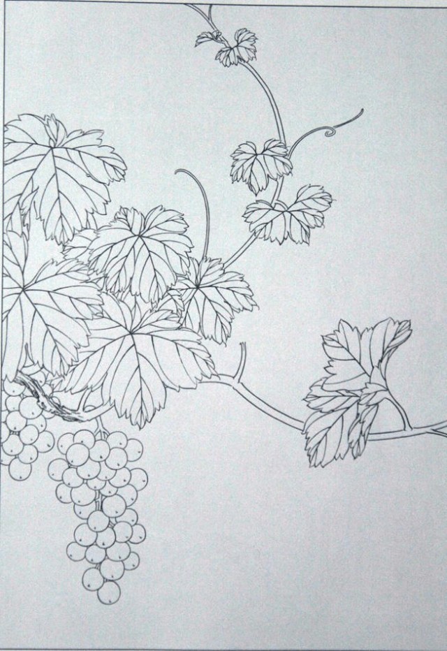 工笔勾线葡萄的画法,工笔画葡萄的上色画法步骤