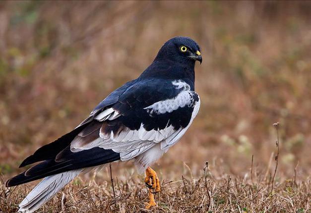 东江揽胜:收集常见鸟类图谱之猛禽篇,摄鸟人自留地,建议收藏
