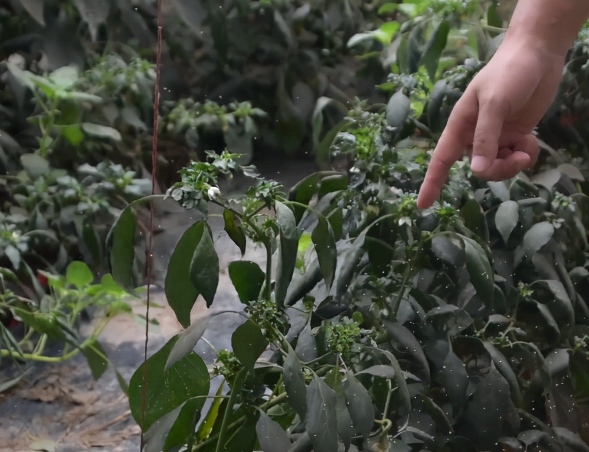 蔬菜的白虱虫用什么药,粉虱防治小技巧