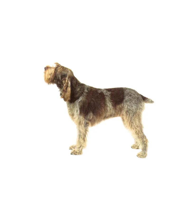 滨州48种烈性犬标准,滨州烈性犬最新规定