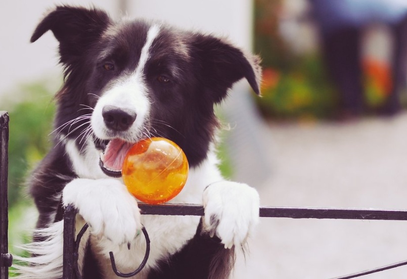狗狗误食的症状多久出现,狗狗误食了不能吃的东西怎么办
