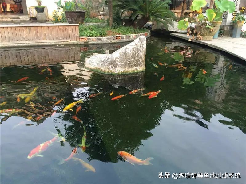 锦鲤怎么养才能养出好看的颜色,养锦鲤怎么养得好看些呢