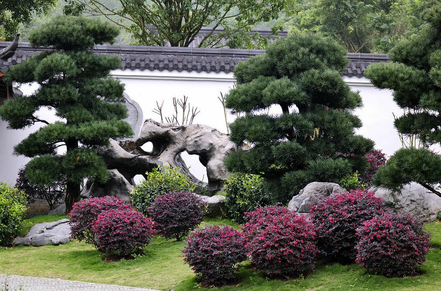 无花果树在庭院内种植有什么寓意,冷杉树长在庭院里风水上有说法吗