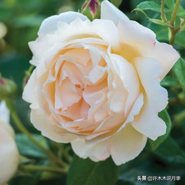 不耐晒的月季夏天怎么办,盆栽月季严重晒伤脱水怎么救