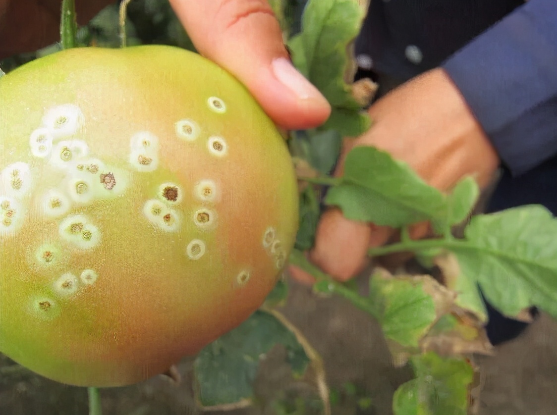 番茄果上有斑点是怎么回事,番茄果锈出现原因