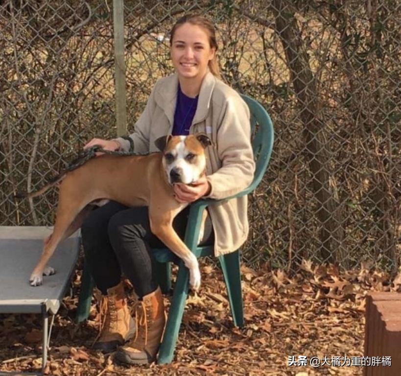 比特犬收容所关卡,比特犬被主人遗弃的后续