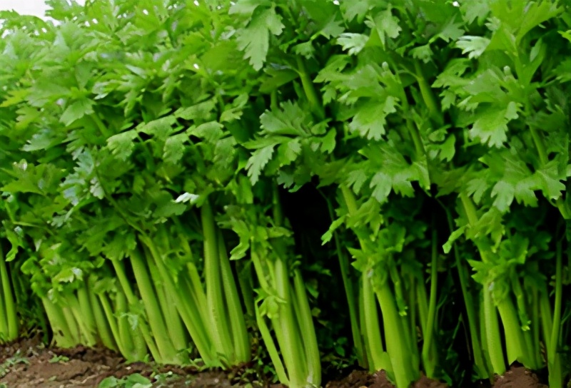 高温天气芹菜种子如何催芽,芹菜种子怎样催芽最快