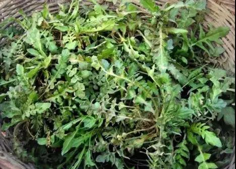 二月初二龙抬头命运,农历二月初二祥龙抬头鸿运当头