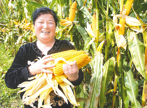 抗性好容重高的玉米种,抗逆性强的玉米种