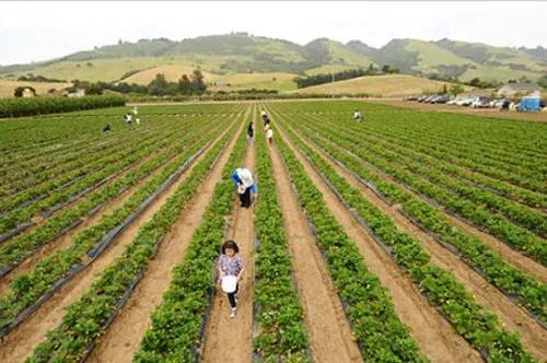 经营家庭农场的10个盈利模式,日本家庭农场经营模式