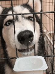 哈士奇到底怎么养它才能听话,哈士奇的优点和缺点