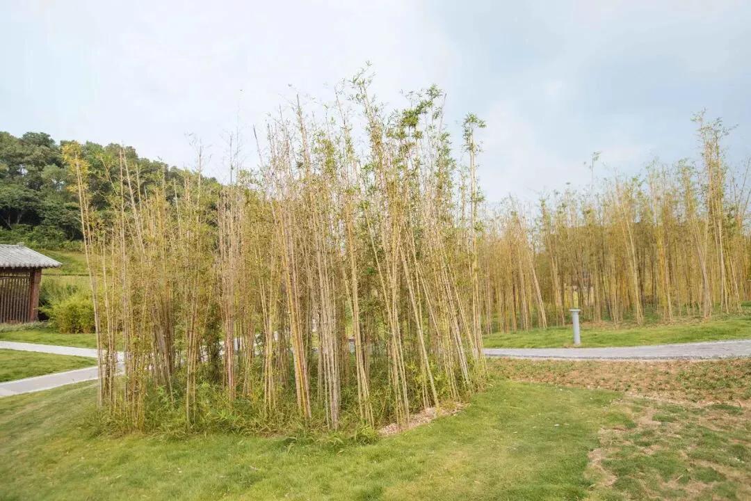 深圳免费公园适合儿童,深圳免费公园哪里最好啊