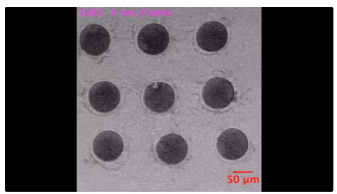 精子和卵子结合为什么闪光,精子和卵子在相遇那一刻就定性了