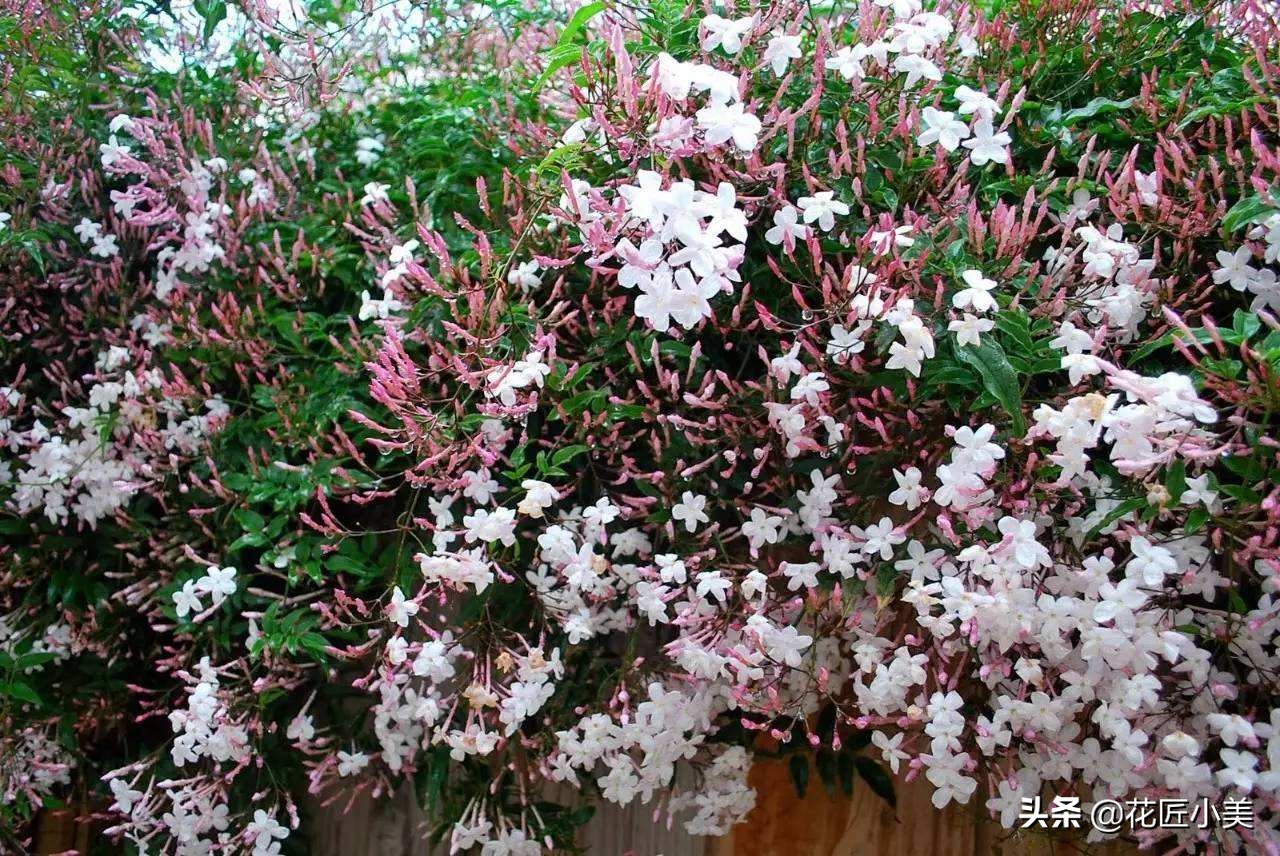 四季开花又耐寒的爬藤植物有哪些,好养的户外爬藤花卉植物有哪些