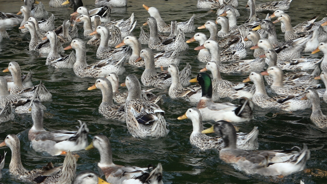 融水特色生态农业产业园,广西融水县特色产品