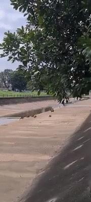 新加坡华人打架斗殴事件,新加坡打架最惨烈的一次