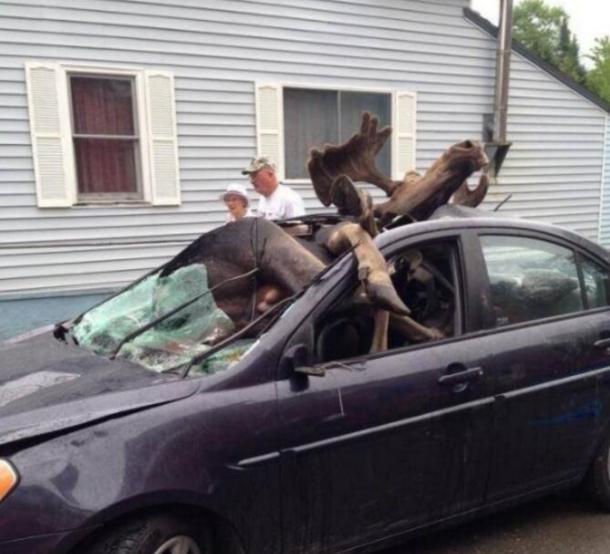 货车撞上牛群当场撞死14头牛,货车撞上牛群致14头牛当场死亡